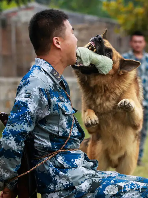 军犬训练(军犬训练基地)