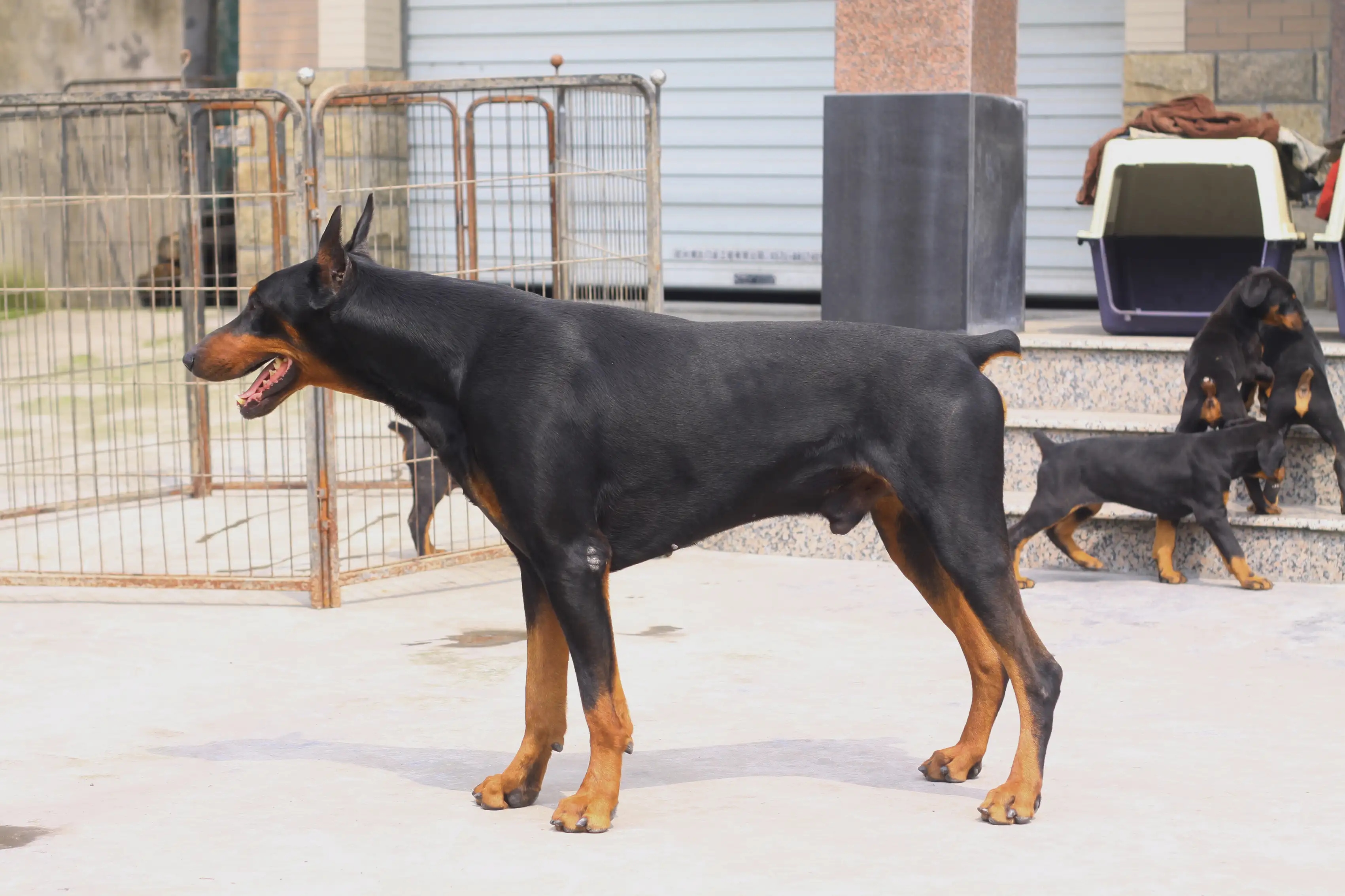 杜兵犬(兵犬之回乡邵剑龙)