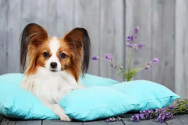 蝴蝶犬好养吗(蝴蝶犬长什么样子)