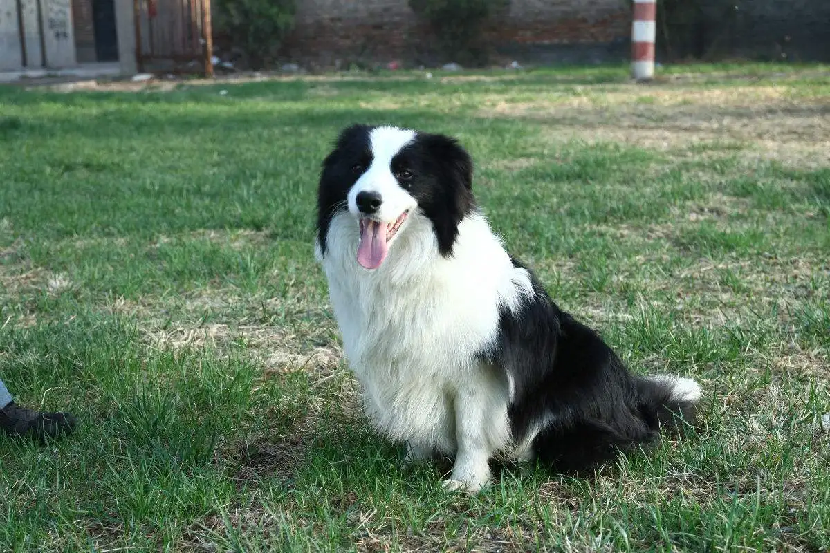 边境牧羊犬好养么(边境牧羊犬好养么知乎)