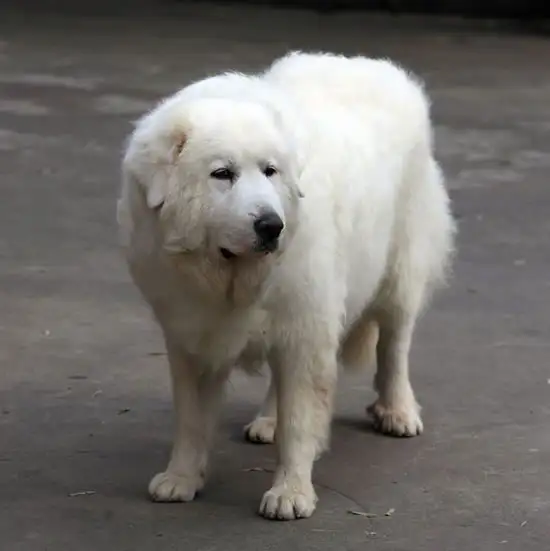 大白熊犬(大白熊犬在中国禁养吗)