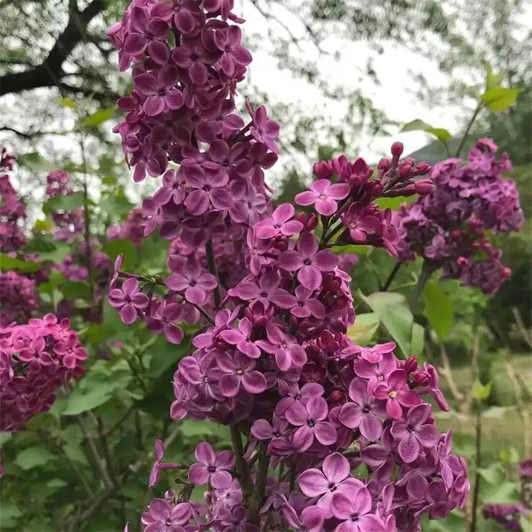 红丁香(红丁香水草是阴性还是阳性)