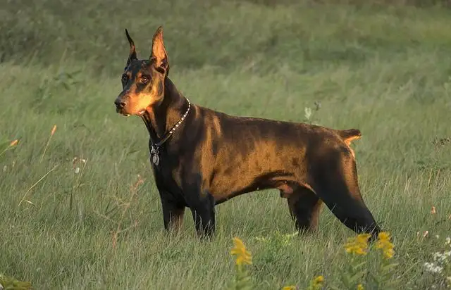 杜兵犬(兵犬之回乡邵剑龙)