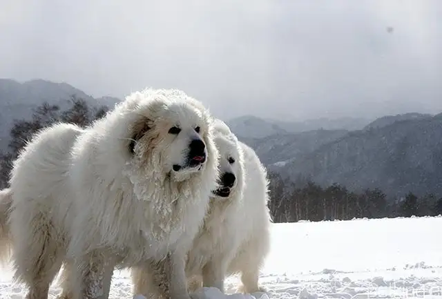 大白熊犬(大白熊犬在中国禁养吗)