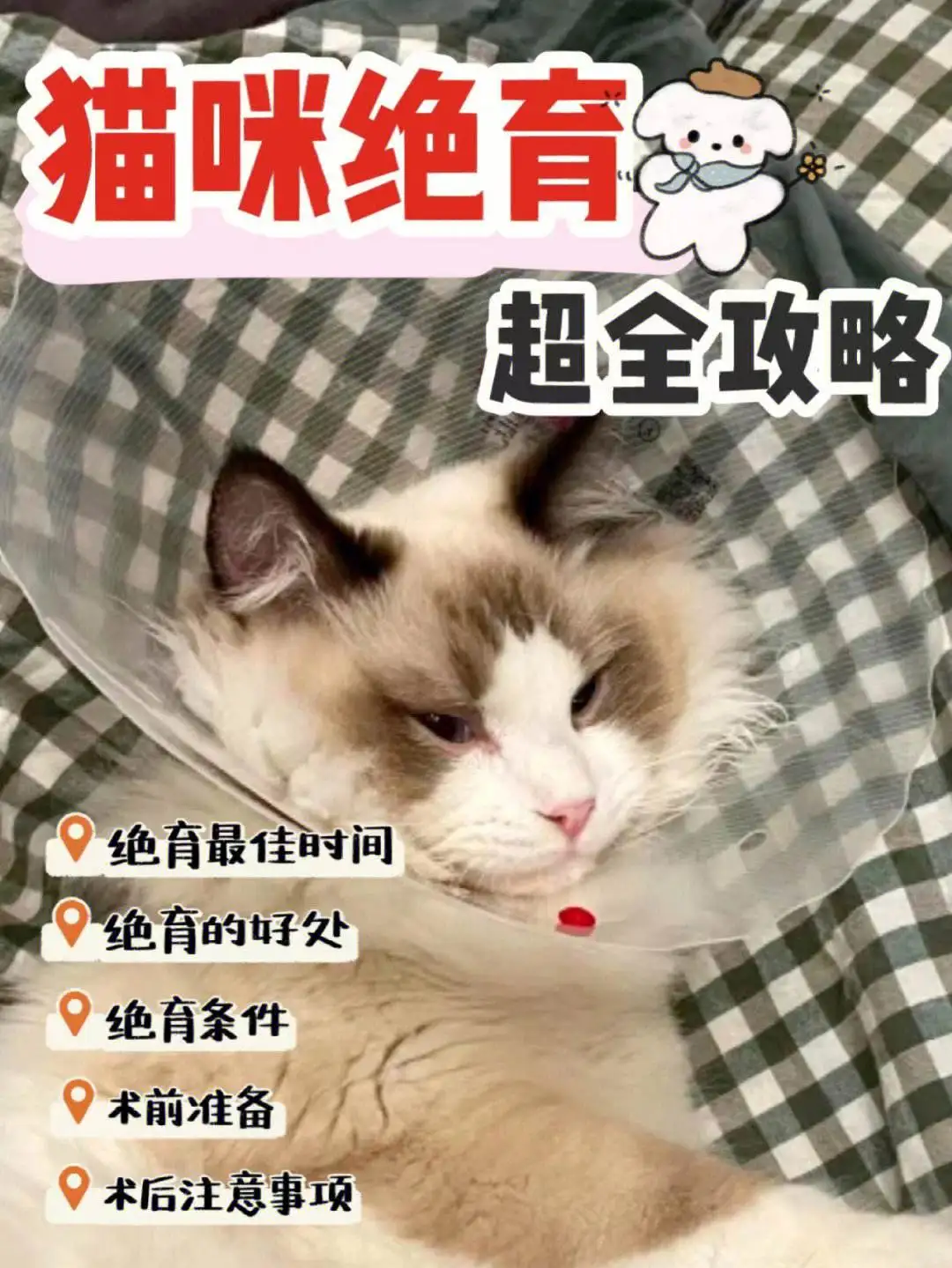 养猫的好处(养猫的好处有哪些)