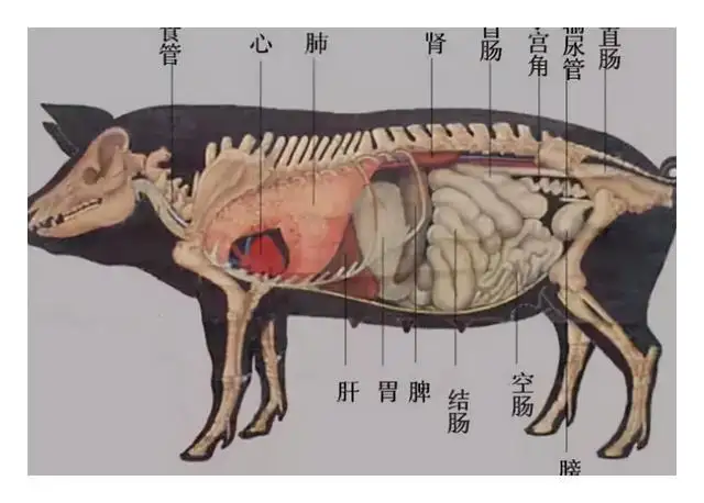 什么动物的器官大(哪些动物器官的作用)