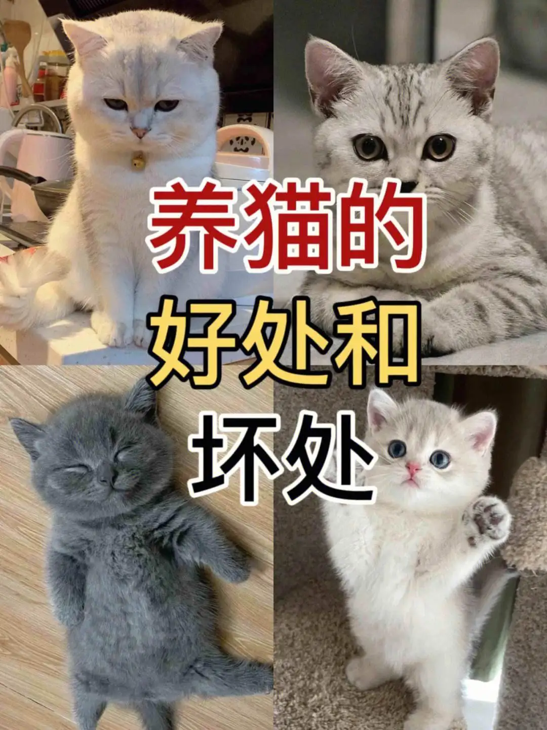 养猫的好处(养猫的好处有哪些)