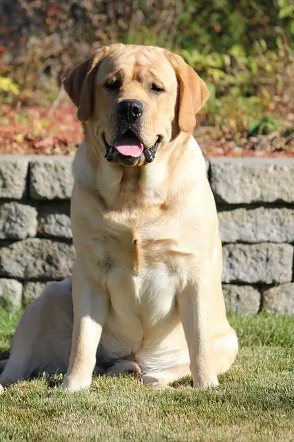 适合家养的大型犬(适合家养的大型犬排行榜前十名)