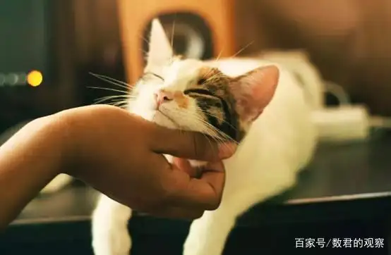 什么是吸猫(什么是吸猫体质)