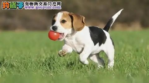 比格犬性格(比格犬性格如何)