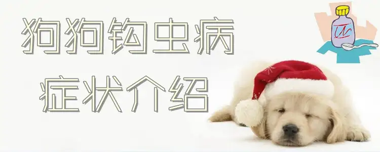 犬钩虫病(犬钩虫病图片)