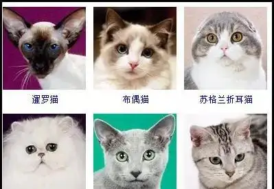 猫咪品种介绍(猫咪品种介绍作文)