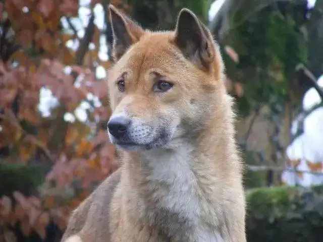 新几内亚歌唱犬(新几内亚歌唱犬灭绝了吗)