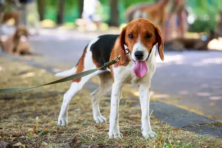 美国猎狐犬(美国猎狐犬视频)