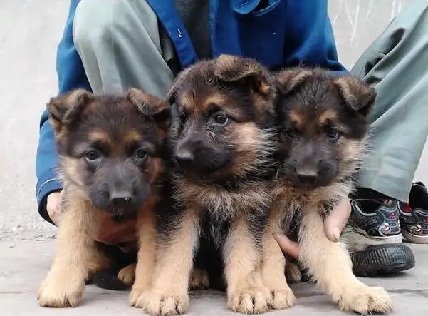 德国牧羊犬吃什么(德国牧羊犬吃什么食物对立耳朵好)