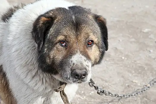 看门犬(看门犬特性)