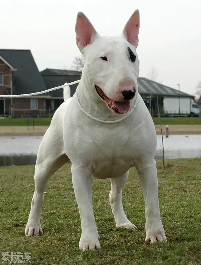 库达犬(库达犬的优缺点)