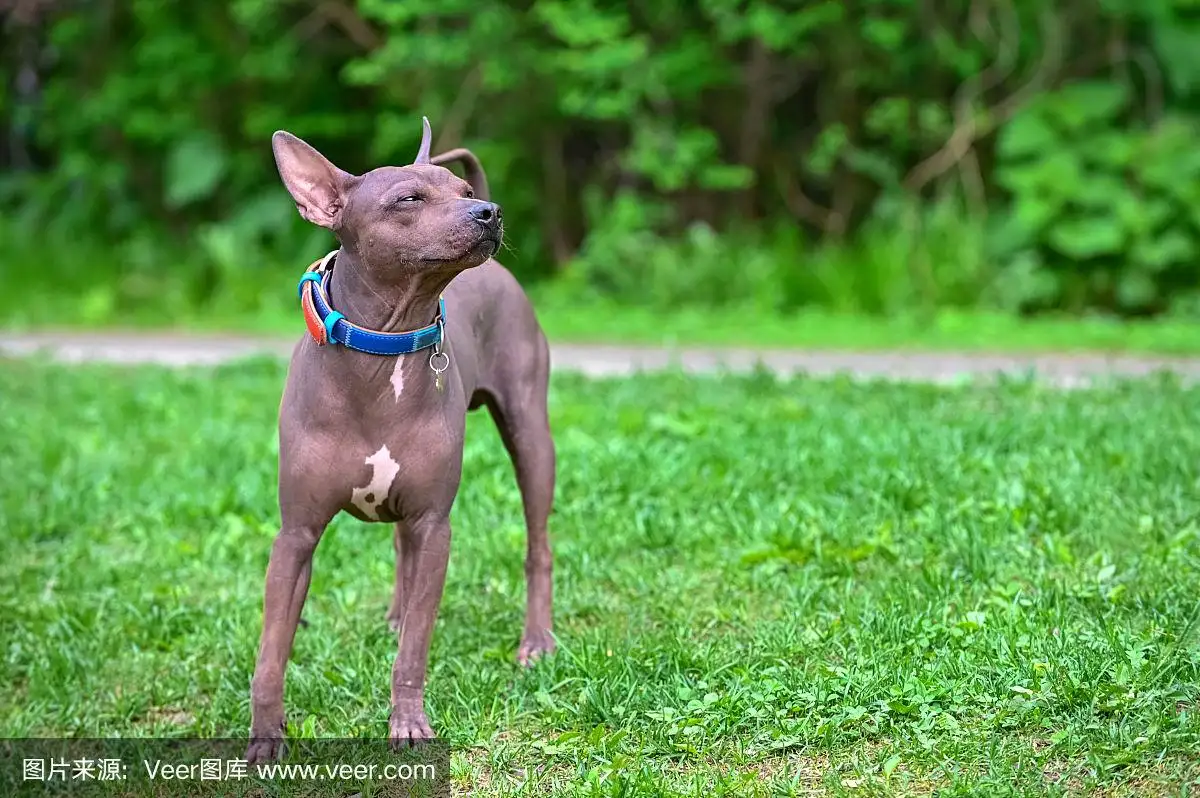 美国猎狐犬(美国猎狐犬视频)