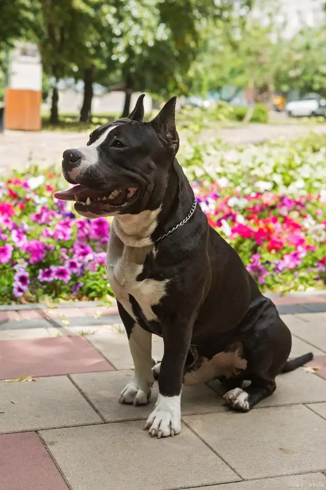 家庭护卫犬(家庭护卫犬排行榜前十名)