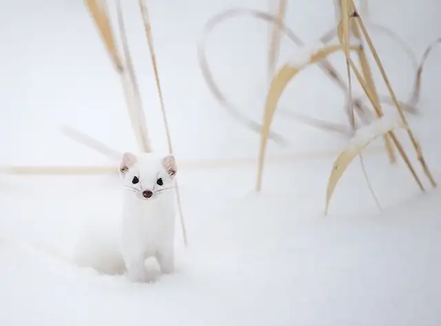 雪貂(雪貂图片)