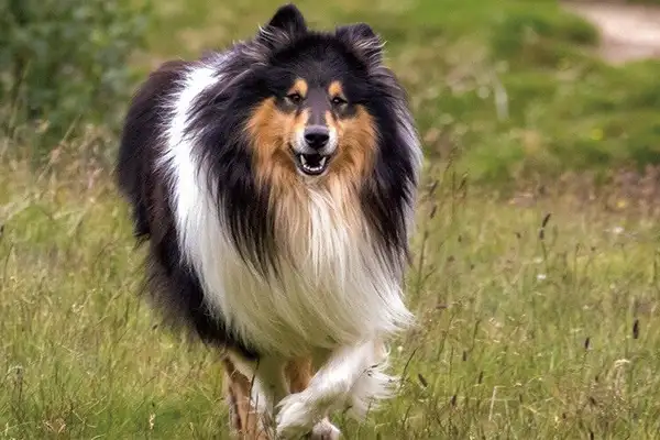 苏格兰牧羊犬性格(苏格兰牧羊犬性格怎么样)