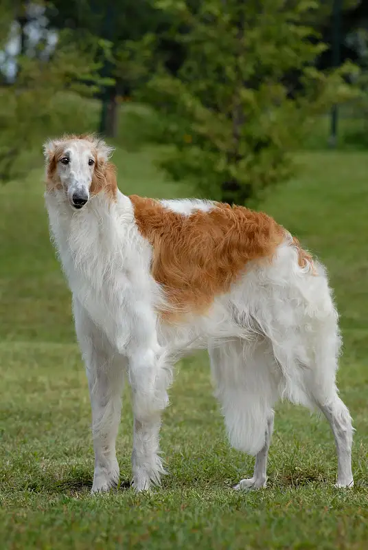 苏俄猎狼犬(苏俄猎狼犬肩高)