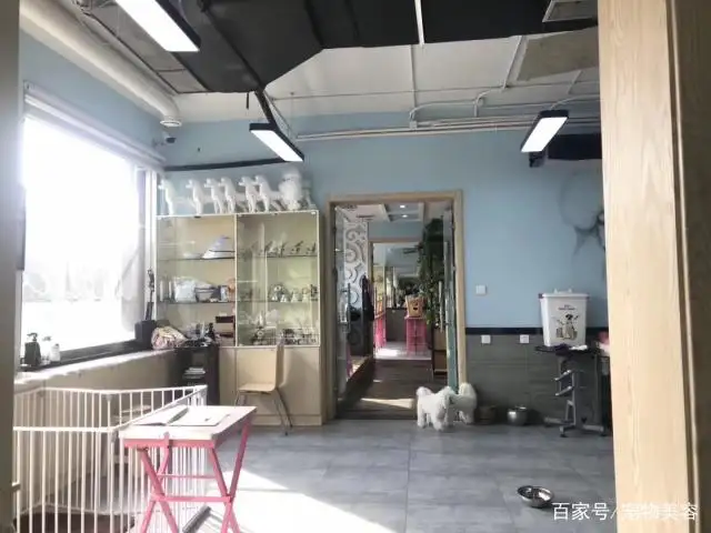 开个宠物店需要什么(开个宠物店需要什么条件才能开)