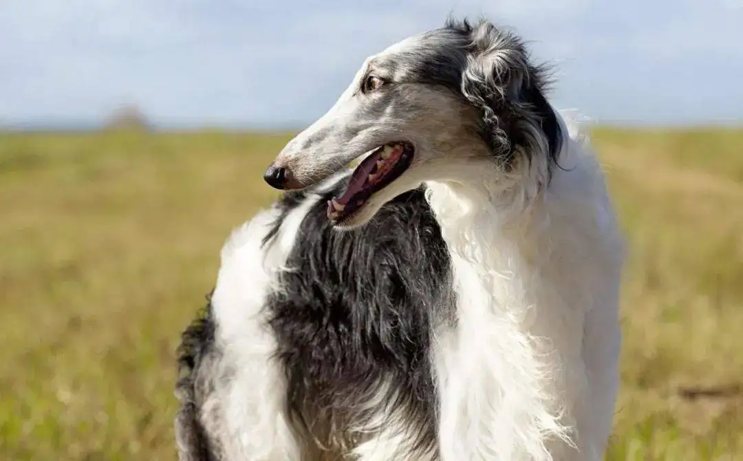 苏俄猎狼犬(苏俄猎狼犬肩高)