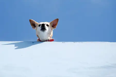 看门犬(看门犬特性)