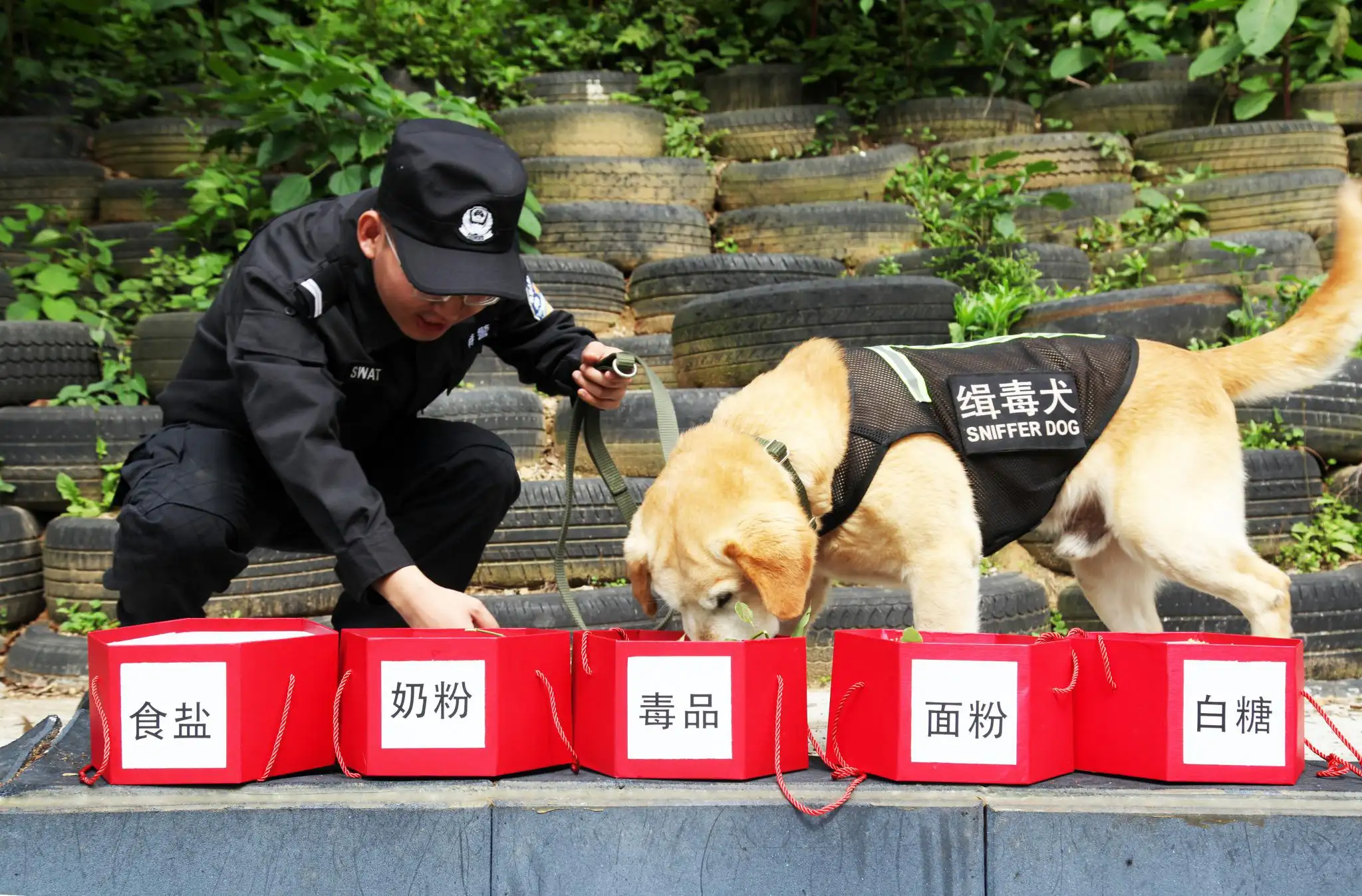 缉毒犬(缉毒犬品种有几种)