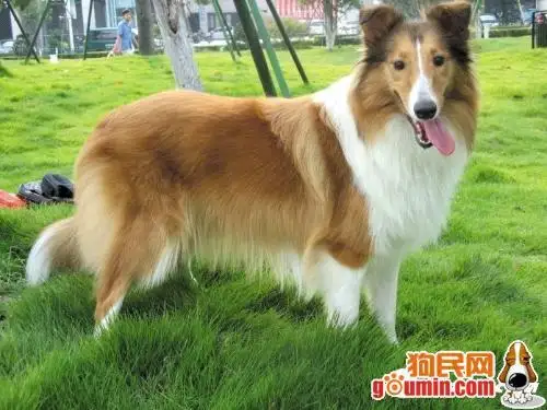 苏格兰牧羊犬性格(苏格兰牧羊犬性格怎么样)