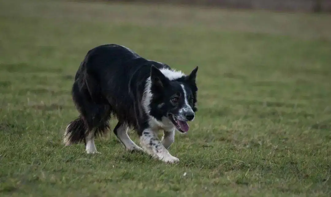 怎样训练边境牧羊犬(怎样训练边境牧羊犬幼犬视频讲解)