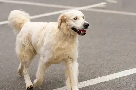 黄金猎犬价格(黄金猎犬什么意思)