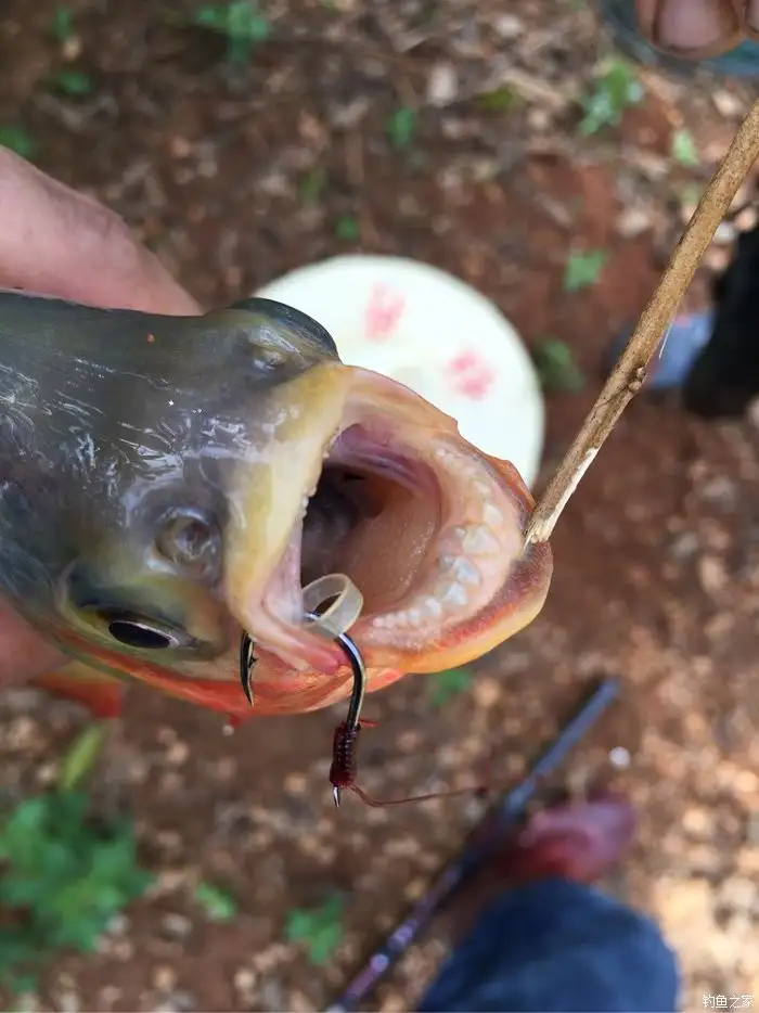 食人鲳鱼(红腹食人鲳鱼)