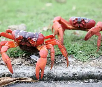 澳洲红蟹能吃吗(澳洲红蟹能吃吗有寄生虫)