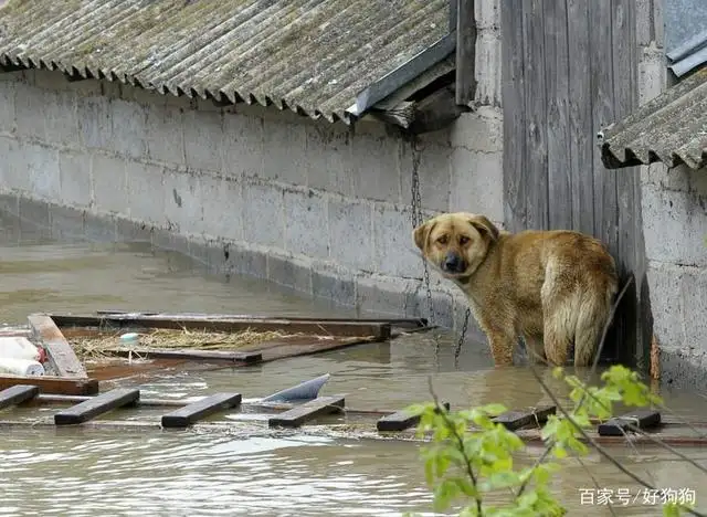 大狗洪水中仍看家救援人员无法靠近的简单介绍