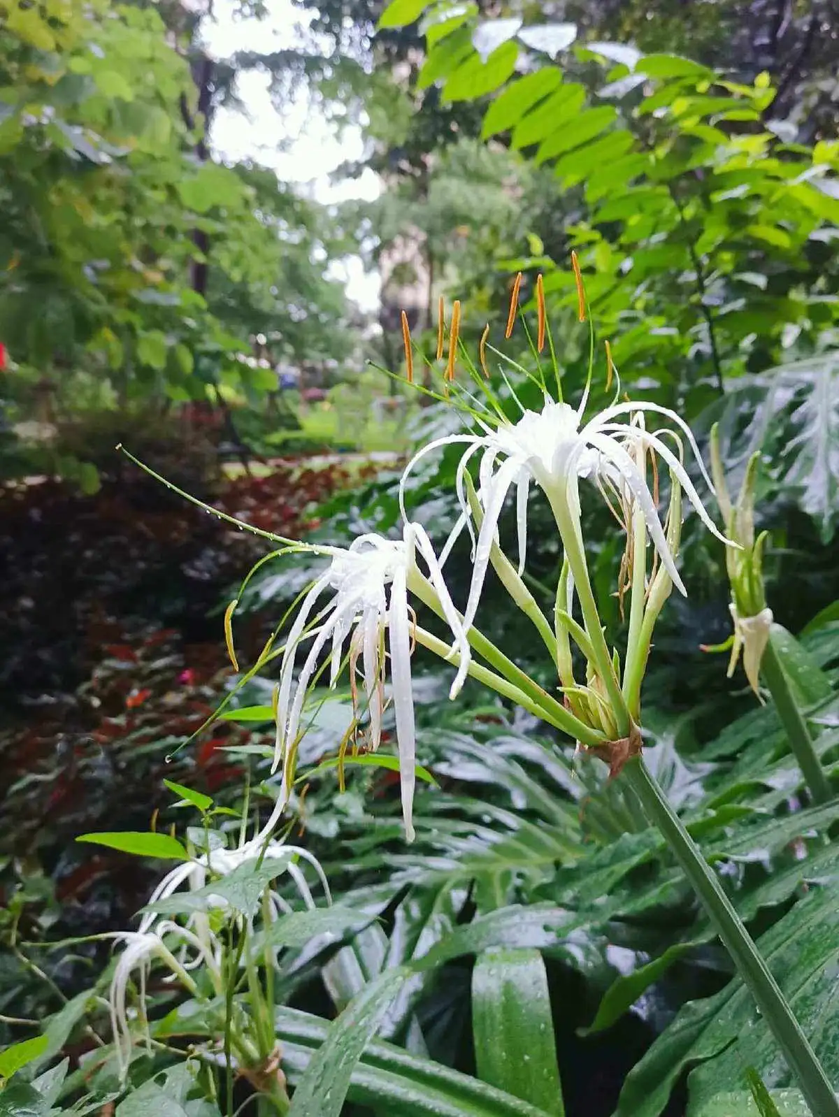 水鬼蕉(水鬼蕉的功效与作用怎么用)