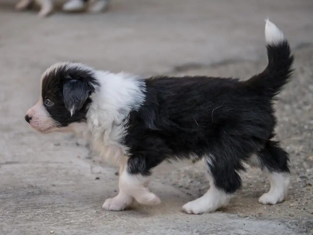 边境牧羊犬(边境牧羊犬原产地)