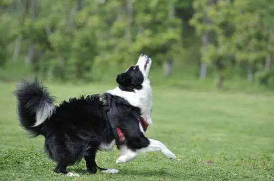 怎样训练边境牧羊犬(怎样训练边境牧羊犬幼犬视频讲解)