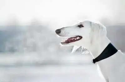 东非猎犬(东非猎犬多少钱一只)