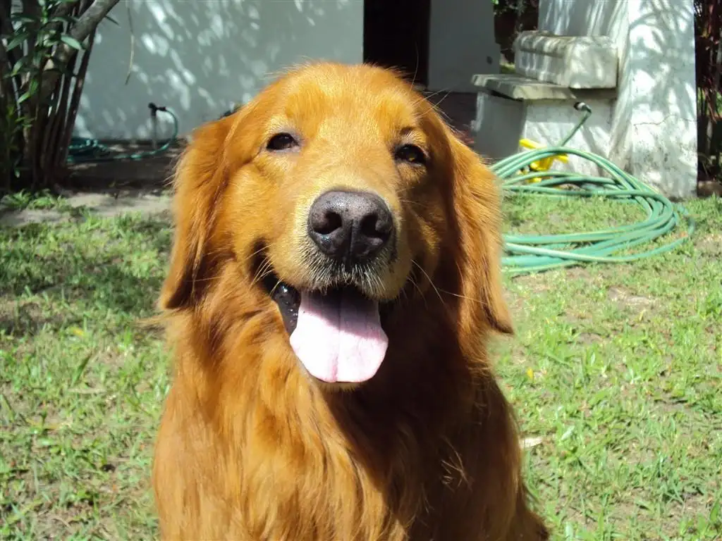 金毛犬性格(金毛犬性格如何)