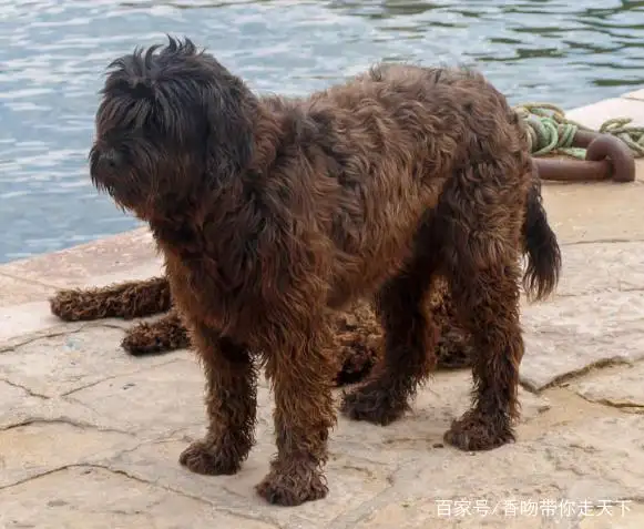 葡萄牙水犬(葡萄牙水犬幼犬图片)