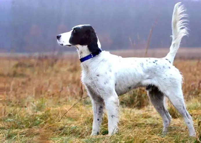 英国雪达犬(英国雪达犬种名字大全)