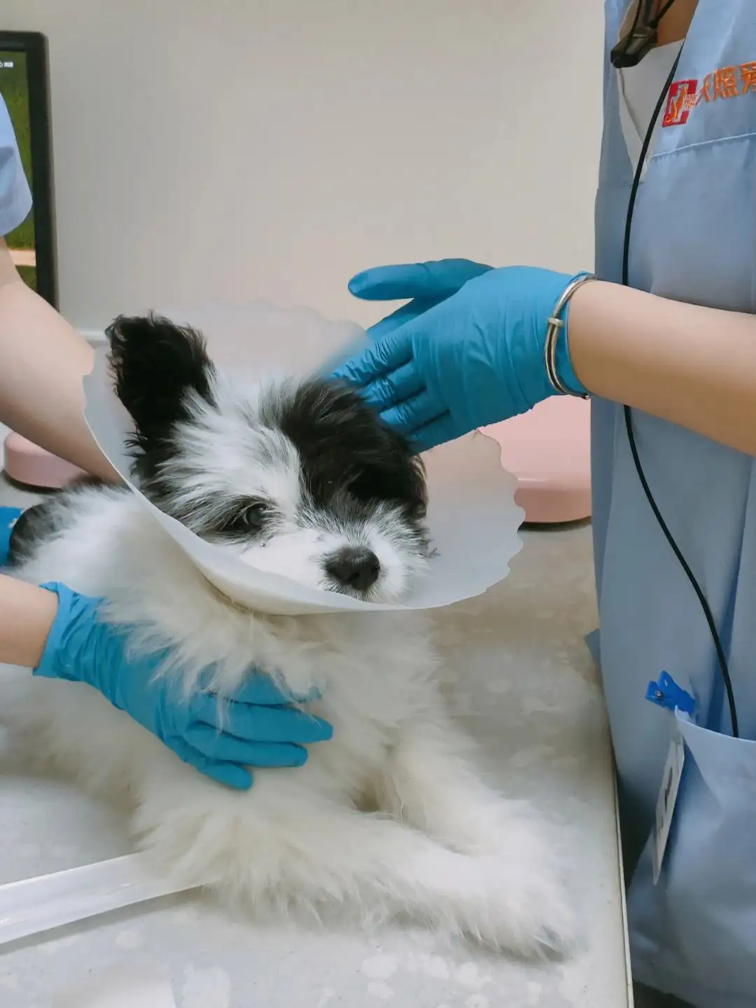 犬瘟热抽搐(犬瘟热抽搐多久能熬过去)