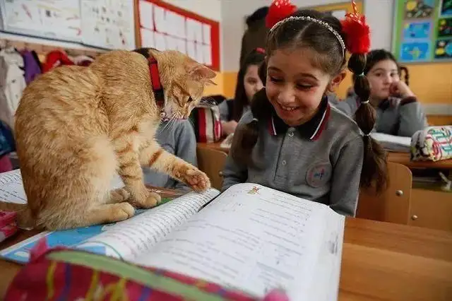 学生申请带猫上学(学生申请带猫上学怎么写)