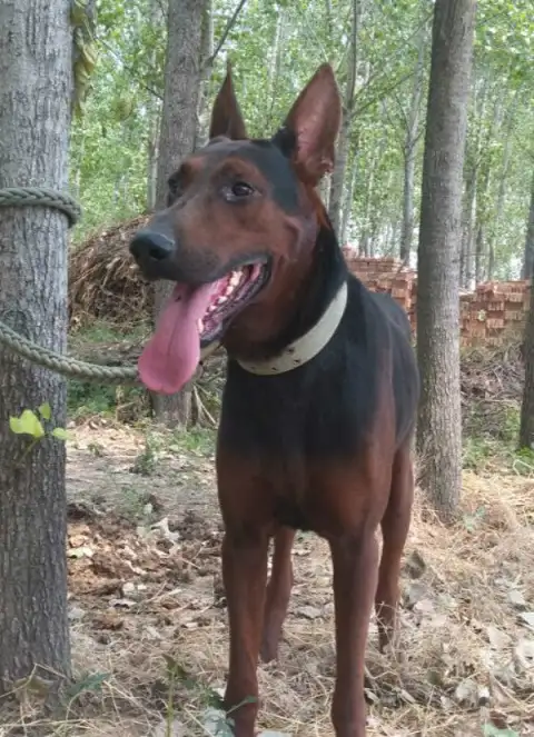 莱州红犬(莱州红犬幼犬多少钱一只)