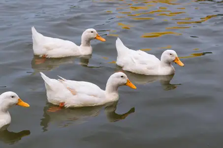 鸭子图片(鸭子图片真实)