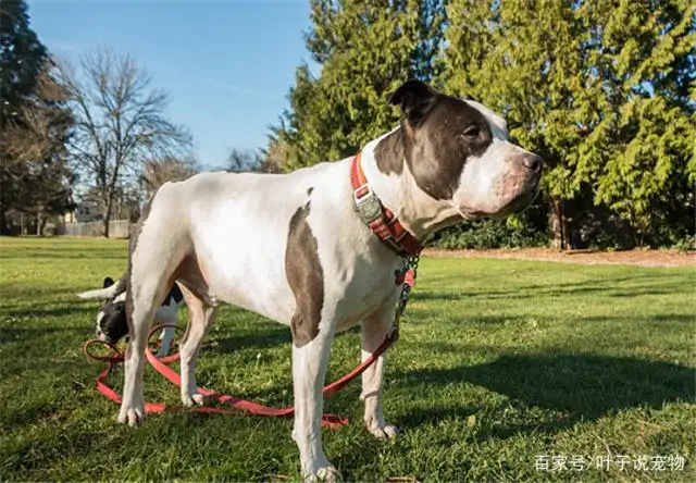 大型犬有哪些(大型犬有哪些品种)