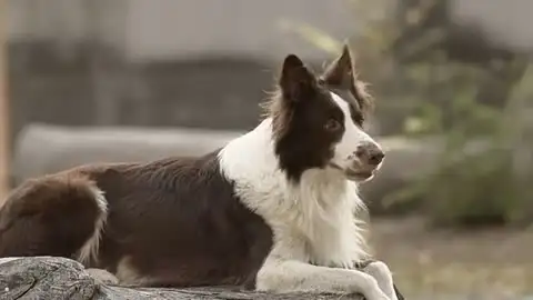 边界牧羊犬(边境牧羊犬是烈性犬吗)