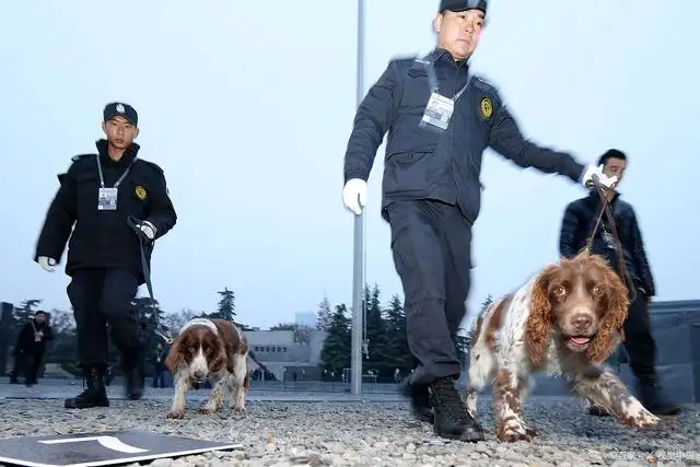 工作犬(工作犬有哪些品种)